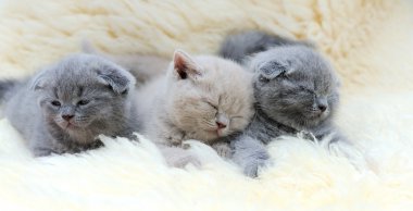 Beyaz battaniye üzerinde yavru kedi