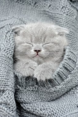 Gri kedi uyurken gri clouth