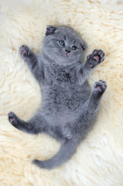 Gatito en manta blanca — Foto de Stock