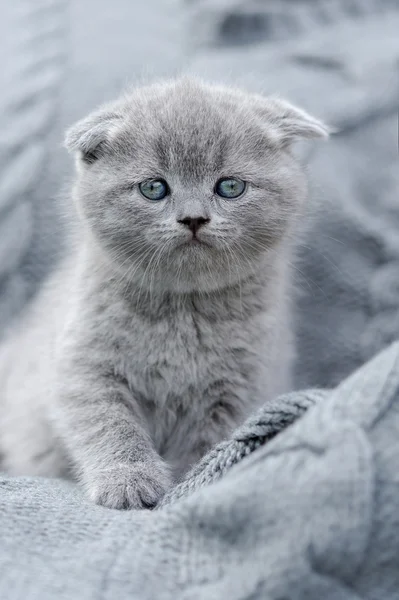 Pequeño gatito en tela gris — Foto de Stock