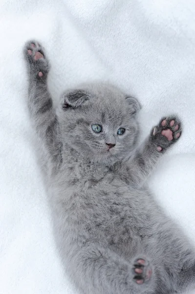 Kätzchen auf weißer Decke — Stockfoto