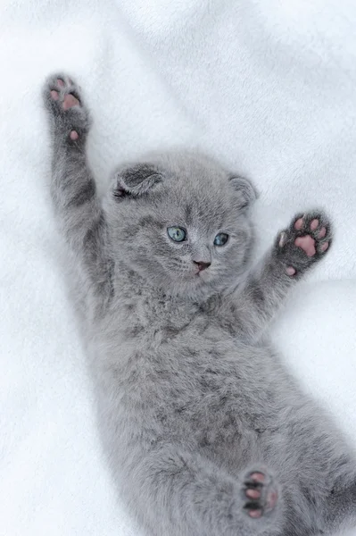 Gatito en manta blanca — Foto de Stock