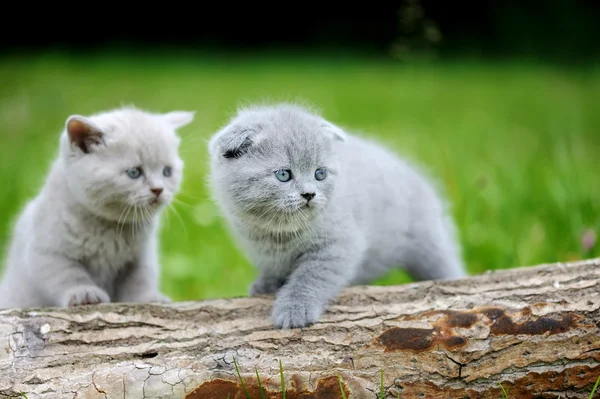 Twee grijze kitten op boom — Stockfoto