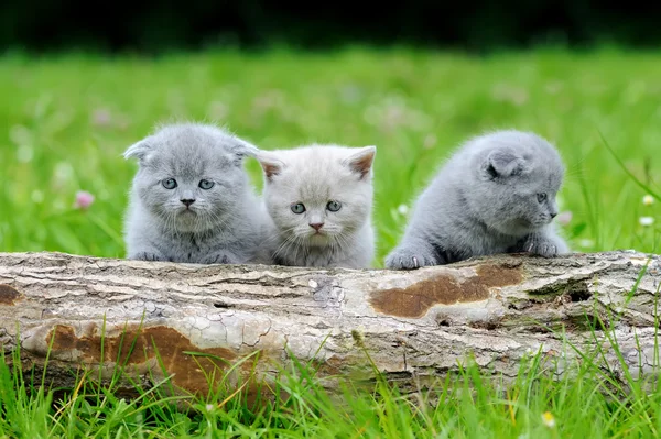 Três gatinhos cinzentos na árvore — Fotografia de Stock