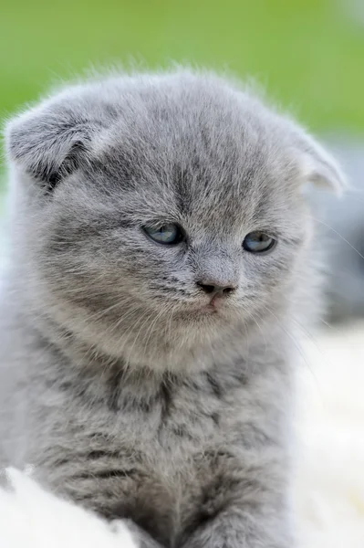 Cerrar retrato de gatito gris — Foto de Stock