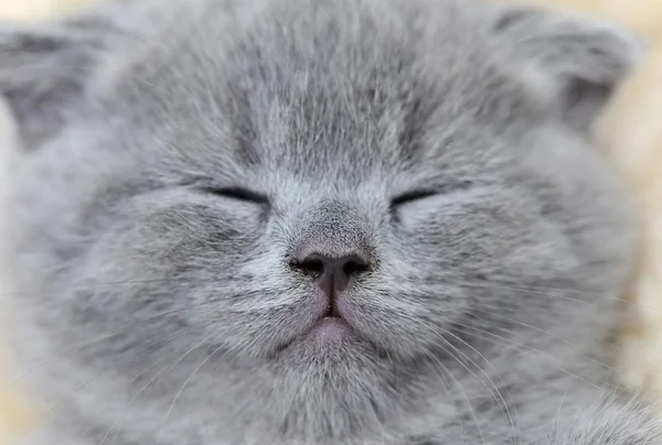 Zavřít šedé kotě portrét — Stock fotografie
