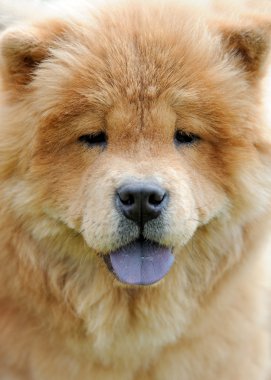 Chow Chow portre