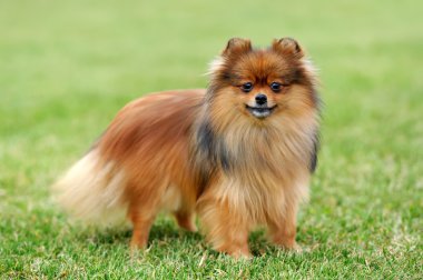 kahverengi Pomeranya köpeği