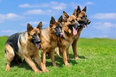 Alman çoban köpeği.
