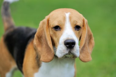 Yakın Beagle köpek