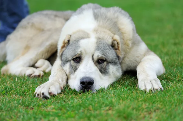 Hund i gröngräset — Stockfoto