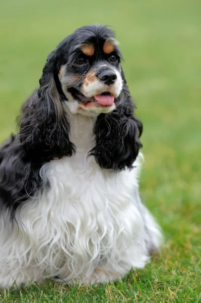 Amerikan cocker spaniel köpek — Stok fotoğraf