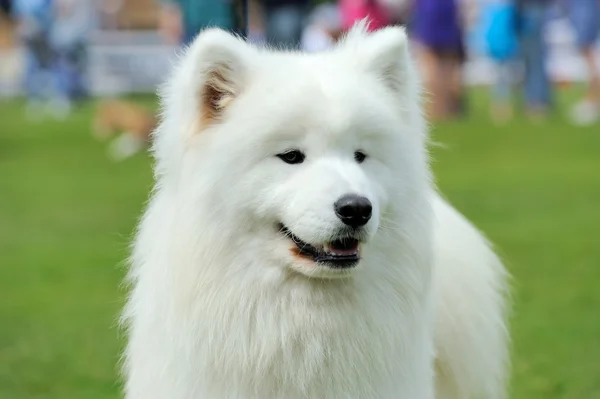 White Samoyed portrait — Stock Photo, Image