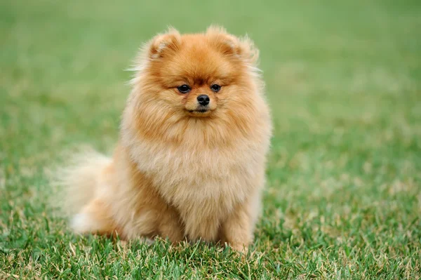 Brown pomeranian dog — Stock Photo, Image