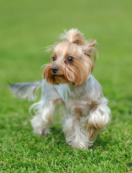 Pies z Yorkshire Terrier — Zdjęcie stockowe