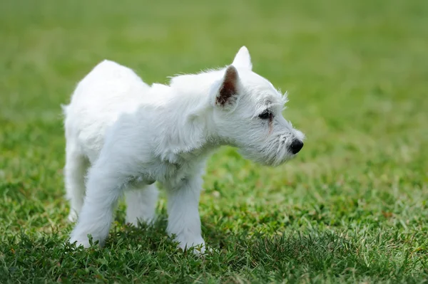 Cão bebê branco na grama verde — Fotografia de Stock