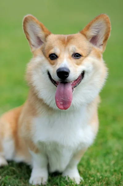 Welsh corgi honden — Stockfoto