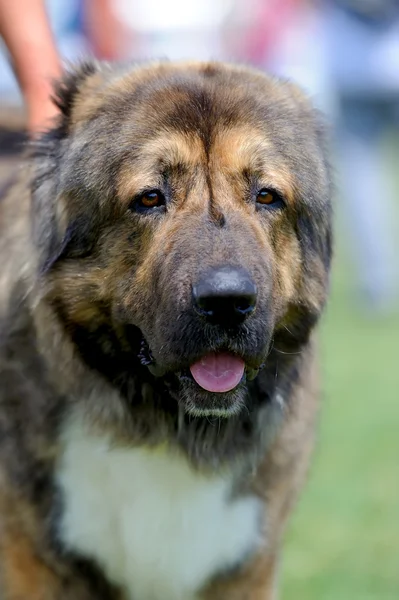 Dog in green grass — Stock Photo, Image