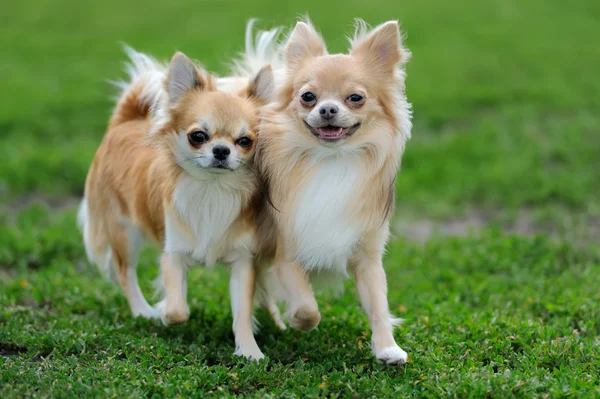 Zwei langhaarige Chihuahua-Hunde — Stockfoto