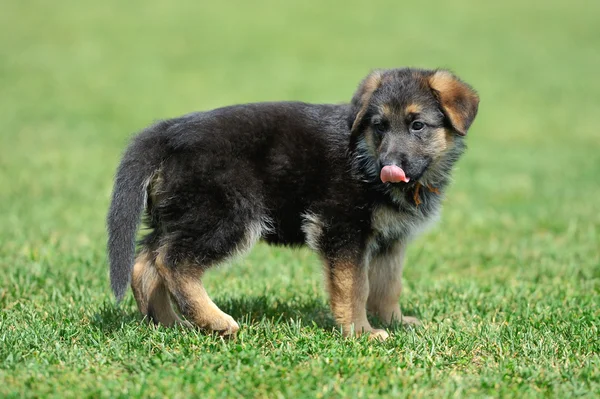 Schäferhund-Baby — Stockfoto