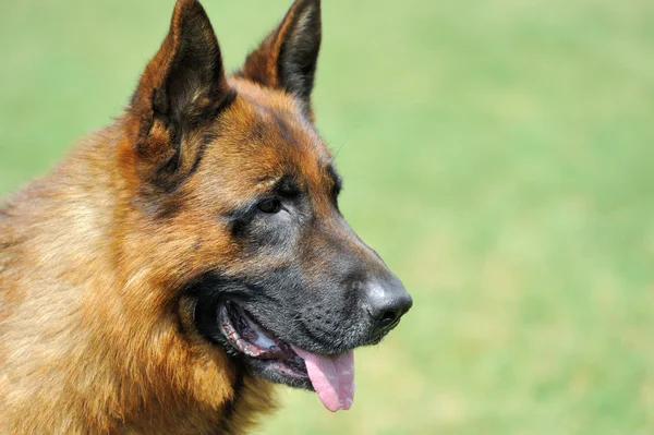 Retrato de cão pastor alemão — Fotografia de Stock