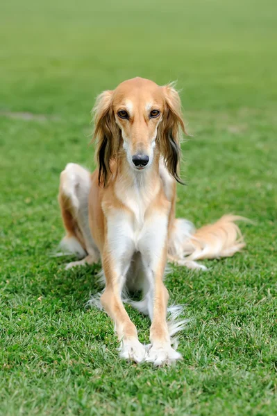 Borzoi köpek çim — Stok fotoğraf