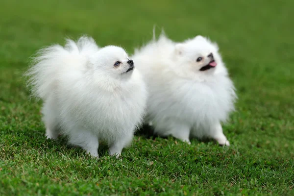 Cane bianco pomerania — Foto Stock