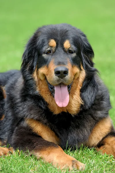 Dog in green grass — Stock Photo, Image