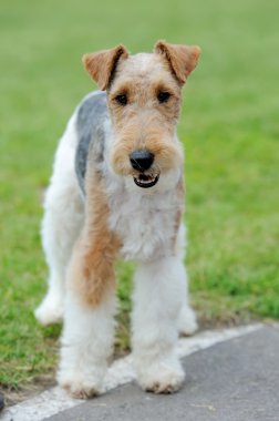 Fox terrier köpek