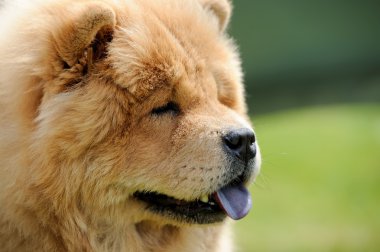 Chow Chow portre