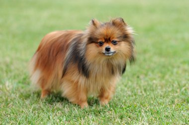 kahverengi Pomeranya köpeği