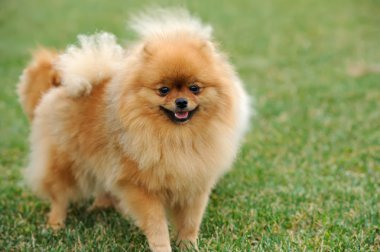 kahverengi Pomeranya köpeği