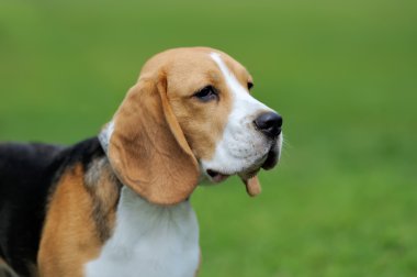 Yakın Beagle köpek