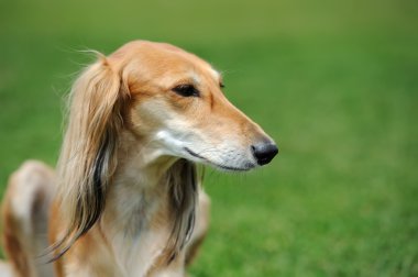 Borzoi köpek çim