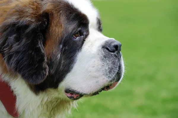 St. Bernard hond portret — Stockfoto