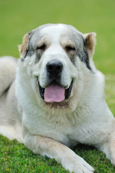 Hond in groene gras — Stockfoto