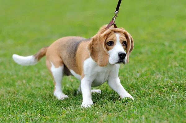 Chiudi Cane Beagle — Foto Stock