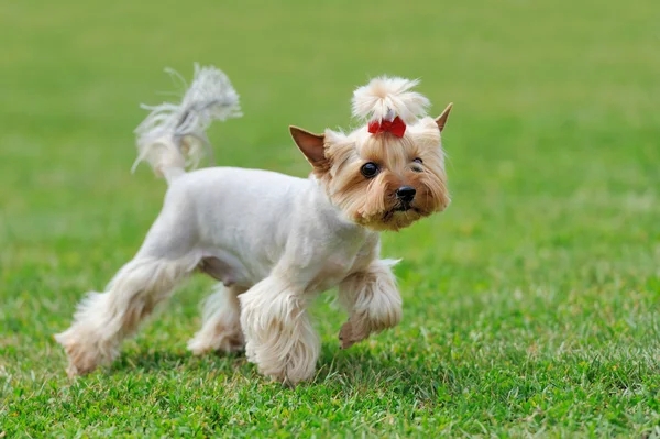 Pies z Yorkshire Terrier — Zdjęcie stockowe