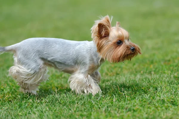 Yorkshire Terrier cão — Fotografia de Stock