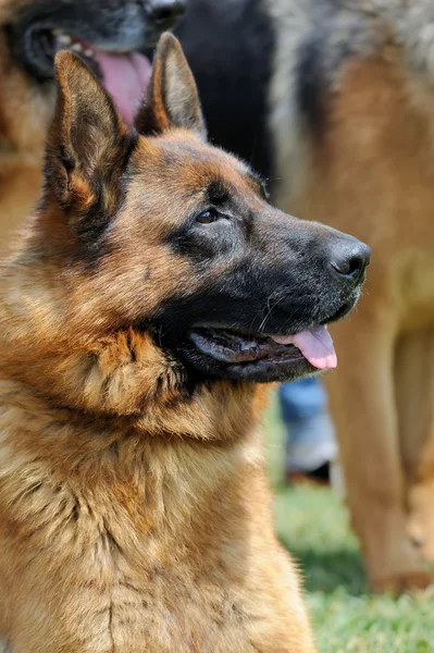 Cão pastor alemão — Fotografia de Stock