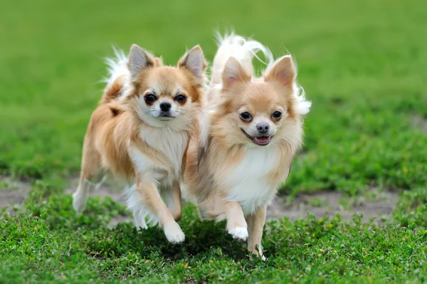 İki el yazısı Chihuahua köpek — Stok fotoğraf