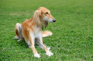 Borzoi köpek çim