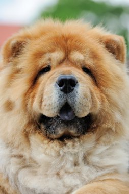 Chow Chow portre
