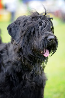 Köpek yeşil çimen