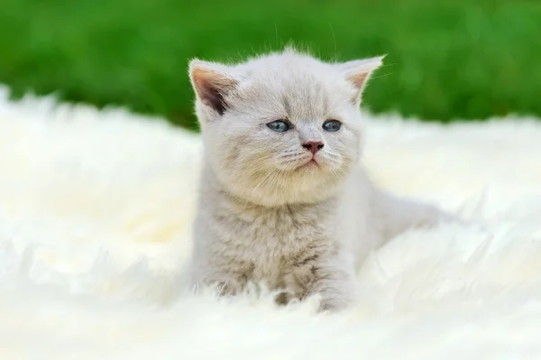 Chaton sur couverture blanche — Photo