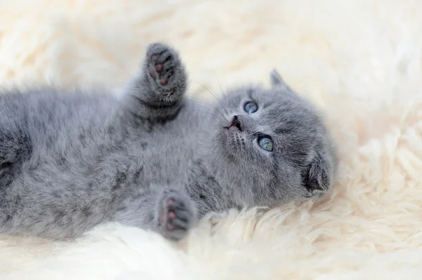 Chaton sur couverture blanche — Photo