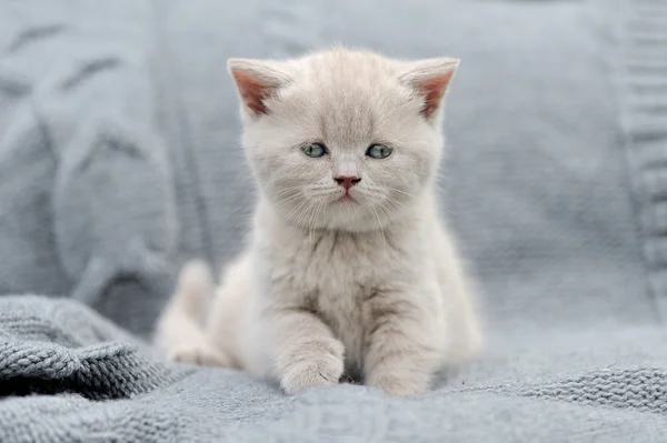 Pequeño gatito en tela gris — Foto de Stock