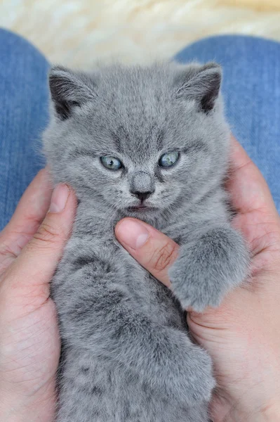 Beetje grijs kitten in de hand — Stockfoto