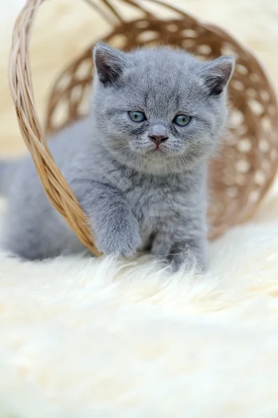 Pequeno gatinho sentado na cesta — Fotografia de Stock