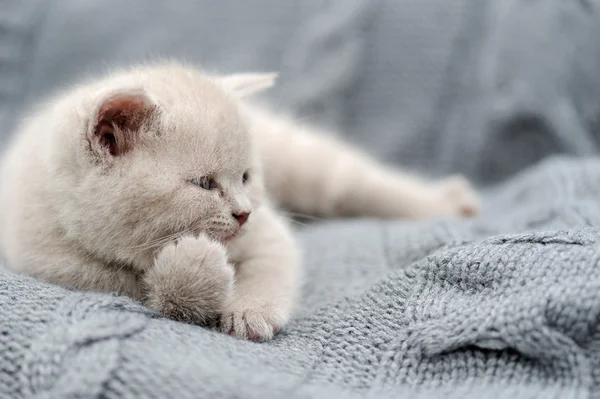 Pequeño gatito en tela gris — Foto de Stock